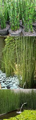 Alternative Gardning Plants Outdoor Gardens Dream Garden