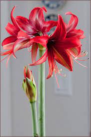 Allium Ampeloprasum Amaryllis Bulbs Amaryllis Flowers Red Amaryllis