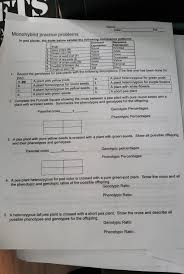 To view it, click the . Name Date Monohybrid Practice Problems In Pea Chegg Com