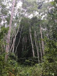 Image result for Maesopsis eminii