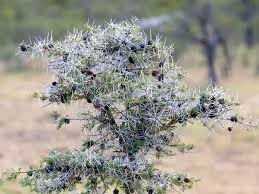 Image result for Acacia kamerunensis