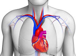 Ces sites sont des outils de révision mais ils n'ont pas tous été fait pour des élèves as, certains sont très simples et d'autres un peu plus adaptés au niveau d'acquisition du module 2. Module 2 Anatomie Et Physiologie Cours Aides Soignants