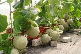 Untuk anda yang ingin melakukan budidaya tanaman mint dengan pot, maka anda bisa siapkan beberapa pot terlebih dahulu. Cara Menanam Buah Melon Dalam Pot Kampustani Com