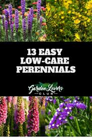 A magnet for bees & much used as a cut flower. 13 Easy Low Care Perennials Garden Lovers Club Garden Lovers Club Easy Perennials Perennials Low Maintenance