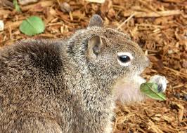 California Ground Squirrel | John Rakestraw