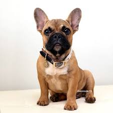 Black And White Frenchie Puppy Journey French Bulldog French Bulldog Dog Brindle French Bulldog