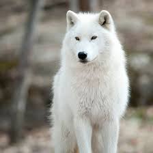 Arctic Wolf By Wolvesonly Arctic Wolf Wolf Spirit Animal Wolf Dog