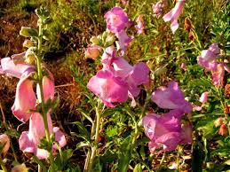 Image result for Sesamum angustifolium