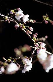 Japan Familyvisit 032006 Fujivelvia100 R5 19 Flowers Beautiful Flowers Plum Blossom