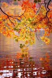 Autumn Leaves Autumn Scenery Fall Pictures Nature Photography