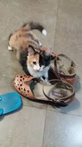 Does your cat follow you everywhere? Anyone Else Have A Non Cuddly Cat Mumsnet