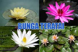 Ternyata akar teratai sangat disukai di jepang. Adaptasi Bunga Teratai Dengan Lingkungannya Kumau Info