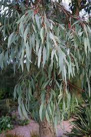 Buy Angus Willow Leaf Hardy Eucalyptus Nicholii Tree For Sale Online From Wilson Bros Gardens Eucalyptus Tree Willow Leaf Trees To Plant