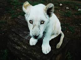 Shop a wide selection of products for your home at amazon.com. Hd White Baby Lion Cubs Wallpapers Peakpx