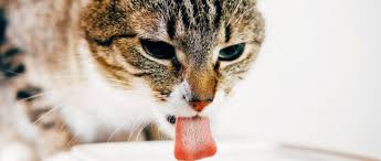 Check spelling or type a new query. Tak Cuma Untuk Manusia Curcuma Plus Juga Bisa Menambah Nafsu Makan Kucing Gitacinta Com