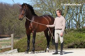 Rik Hemeryck The Worker S Dream Hemeryck Godart Stables Support The Horse With Enthusiasm To The Top Level This website has a google pagerank of 2 out of 10. dream hemeryck godart stables