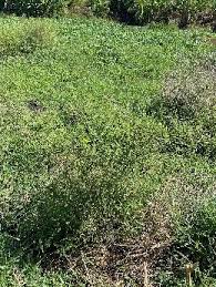 Image result for Aeschynomene schimperi