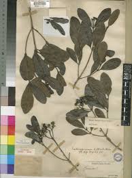 Image result for Coptosperma