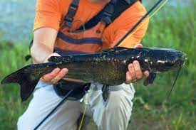How Long Can Catfish Live Out Of Water An Unbelievable True Story Fishing Skillz