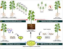 Image result for Vigna frutescens
