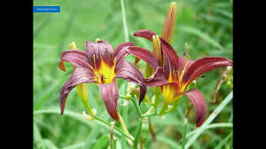 Bunga dahlia berkembang biak dengan umbi. Bunga Bunga Lili Terindah 2 Video Slideshow Bakung Tanaman Hias Umbi Youtube