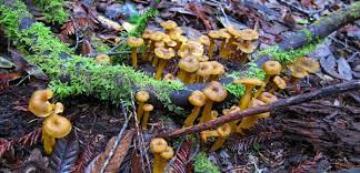 Maybe you would like to learn more about one of these? Foraging Yellowfoot Chanterelles