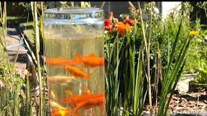 I spent hours visiting them all. Ein Fischturm Fur Den Gartenteich Mdr De