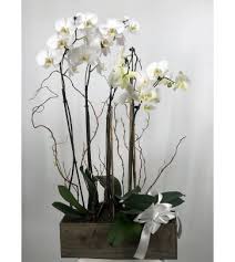 Searchinfotoday.com has been visited by 100k+ users in the past month Funeral Sympathy Flowers Blue Iris Florist Houston Tx Florist