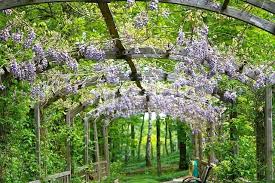 We did not find results for: How To Grow And Care For The Wisteria Vine Happy Diy Home