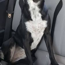 A pet fee is similar, except it is not refundable. 43rd Ave Animal Hospital 13 Photos 42 Reviews Veterinarians 4426 W Cactus Rd Glendale Az Phone Number Yelp