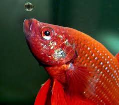 Pin On Siamese Fighting Fish