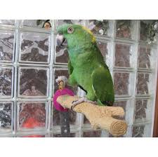 They are very intelligent and become bored easily. Enriching The Life Of Your Bird