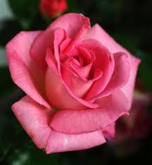 Parfum Royal Adaborop Hybrid Tea Rose Pink White Reverse Strong Raspberry Fragrance Michel Adam France 2010 Hybridte Rozen Bloemen Dahlia S