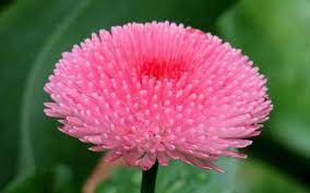 We did not find results for: Good Flower Wallpaper Flowering Plant Flower Plant Pink Botany 868701 Wallpaperuse