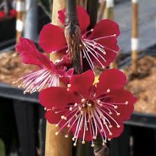 A zillion things home · fast & free shipping · top brands & styles Hokkai Bungo Flowering Apricot Prunus Mume Hokkai Bungo At Wayside Gardens Prunus Mume Apricot Tree Flowers