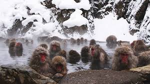 We did not find results for: Yamanouchi Travel Jigokudani Monkey Park Snow Monkeys