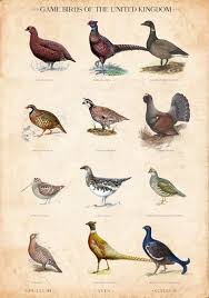 Vintage British Game Bird Chart Limited Edition Art Print