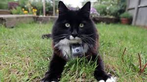 While the harness includes a small tether to secure the camera itself to the harness, i am going to devise a way to attach or tie the harness to the dog's collar. Bbc Blogs Technology Creativity Blog Developing The Camera For Horizon The Secret Life Of The Cat