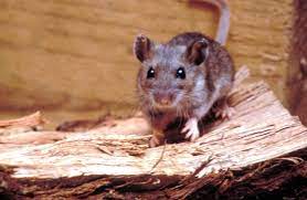 Health officials say the woman was likely exposed when cleaning an unoccupied dwelling that contained signs of an active rodent. Michigan Health Officials Confirm First Human Hantavirus Case Silive Com