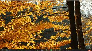 Maybe you would like to learn more about one of these? Zoom Backgrounds With Images And Videos You Exec