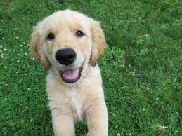 Adoption fees for a golden retriever i'd strongly advising investigating the parents' health issues as the purchase price of a puppy is minimal compared to the overall cost of owning a dog in the long run. Golden Retriever Puppies Everything You Need To Know The Dog People By Rover Com