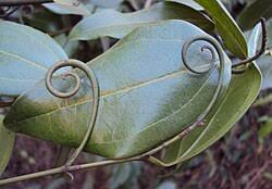 Image result for Strychnos kasengaensis