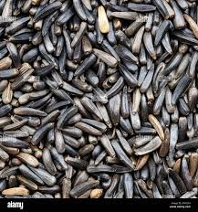 Image result for Guizotia