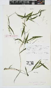 Image result for Aneilema dregeanum