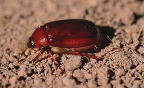 Check spelling or type a new query. Meet The Beetles That Damage The Garden Finegardening