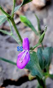 Image result for Dicliptera paniculata