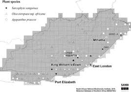 Image result for Sarcophyte