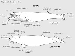 Keluarga lainnya adalah mysticeti, atau disebut paus balin karena mereka memiliki sebuah struktur balin , yaitu struktur penyaring pada paus untuk memisahkan antara air laut dengan plankton yang menjadi sumber makanan paus balin. Https Www Komodonationalpark Org Downloads S1 20final 20report Pdf
