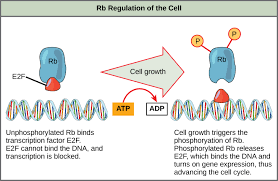 We did not find results for: Control Of The Cell Cycle Biology I