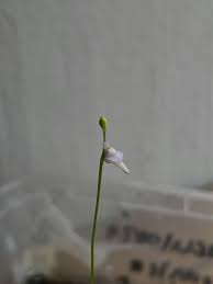 Image result for Utricularia scandens